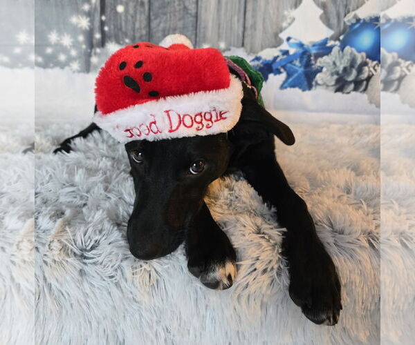 Medium Photo #10 Mutt Puppy For Sale in Fargo, ND, USA