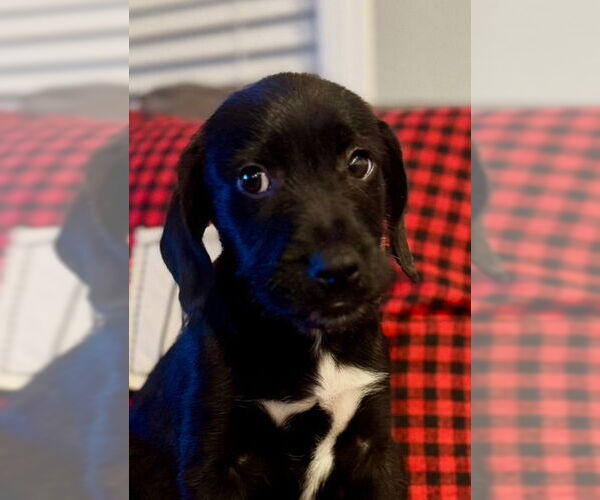 Medium Photo #6 Mutt Puppy For Sale in San Diego, CA, USA