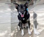 Small #4 Huskies  Mix