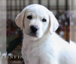 Small #3 Labrador Retriever