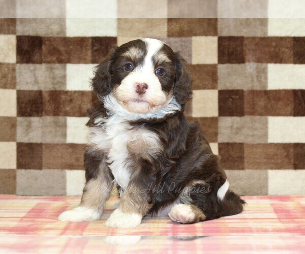 Medium Photo #4 Bernedoodle (Miniature) Puppy For Sale in DENVER, PA, USA