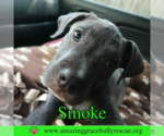 Small #1 American Bulldog Mix