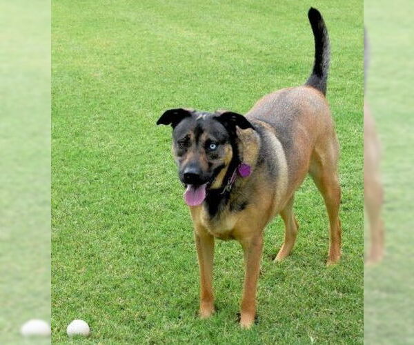 Medium Photo #3 Shepradors Puppy For Sale in Guthrie, OK, USA