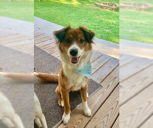Australian Retriever Dogs for adoption in Candler, NC, USA