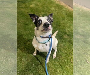 Mutt Dogs for adoption in Tacoma, WA, USA