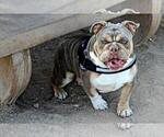 Small Photo #1 Bulldog Puppy For Sale in LAS VEGAS, NV, USA