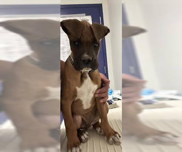 Medium Photo #1 Boxer Puppy For Sale in Bakersfield, CA, USA