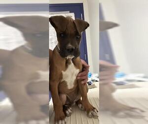 Boxer Dogs for adoption in Bakersfield, CA, USA