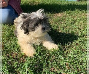 Shih Tzu Puppy for sale in CHIPLEY, FL, USA