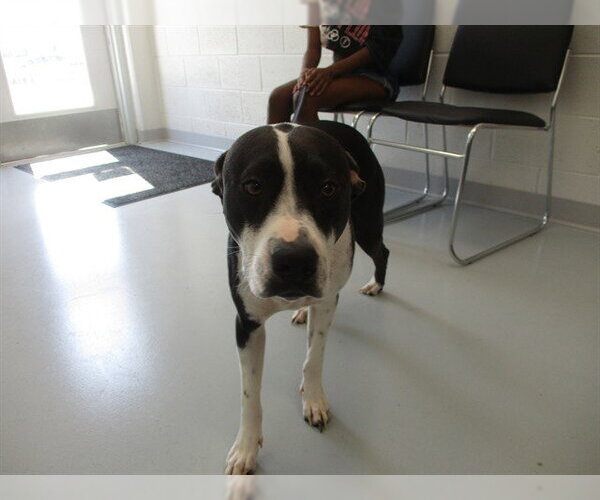 Medium Photo #1 American Pit Bull Terrier-Unknown Mix Puppy For Sale in Ocala, FL, USA