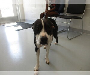 American Pit Bull Terrier-Unknown Mix Dogs for adoption in Ocala, FL, USA