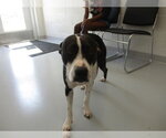 Small American Pit Bull Terrier Mix