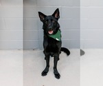 Small #1 German Shepherd Dog Mix