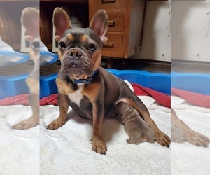 Mother of the French Bulldog puppies born on 06/30/2022
