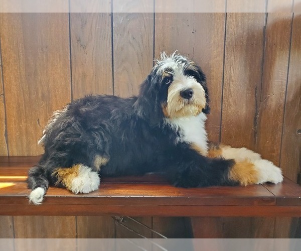 Medium Photo #5 Bernedoodle Puppy For Sale in COLORADO SPRINGS, CO, USA