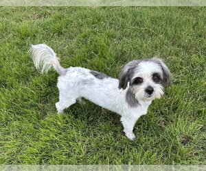 Rubi - Female Lhasa Apso Dog for Adoption - Photo #2