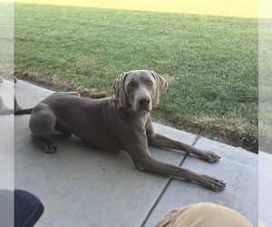 Father of the Weimaraner puppies born on 09/19/2025