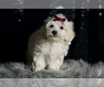 Small Photo #72 Maltipoo (Miniature) Puppy For Sale in WARSAW, IN, USA