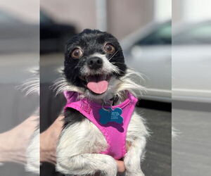 Chihuahua-Unknown Mix Dogs for adoption in Plainfield, IL, USA