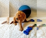 Small Photo #11 Goldendoodle Puppy For Sale in FISHERS, IN, USA