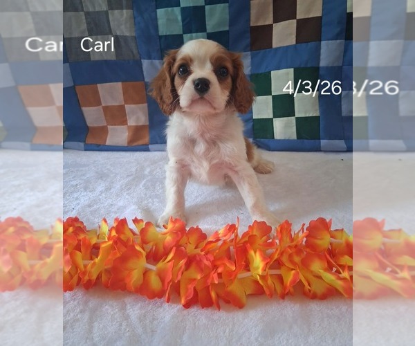 Medium Photo #2 Cavalier King Charles Spaniel Puppy For Sale in MOUNT PLEASANT, MI, USA