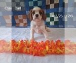 Small #1 Cavalier King Charles Spaniel