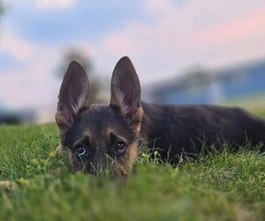 Medium German Shepherd Dog