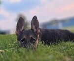 Puppy 3 German Shepherd Dog
