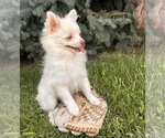 Small #2 Pomeranian