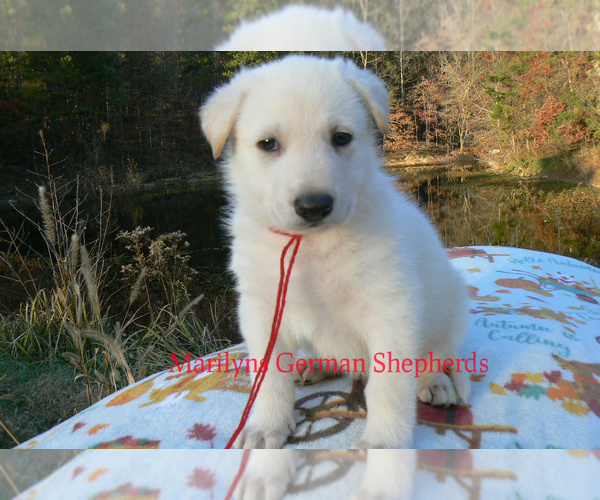 Medium Photo #4 German Shepherd Dog Puppy For Sale in PIEDMONT, MO, USA