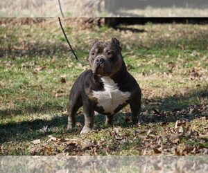 Father of the American Bully puppies born on 02/28/2024