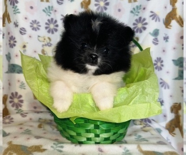 Medium Photo #1 Pomeranian Puppy For Sale in BAKERSFIELD, CA, USA