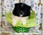 Small Photo #1 Pomeranian Puppy For Sale in BAKERSFIELD, CA, USA