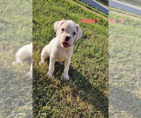 Medium Photo #1 Boxer Puppy For Sale in PELZER, SC, USA
