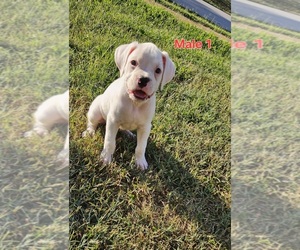 Boxer Puppy for sale in PELZER, SC, USA