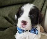 Small Photo #2 English Springer Spaniel Puppy For Sale in MARTINSBURG, WV, USA