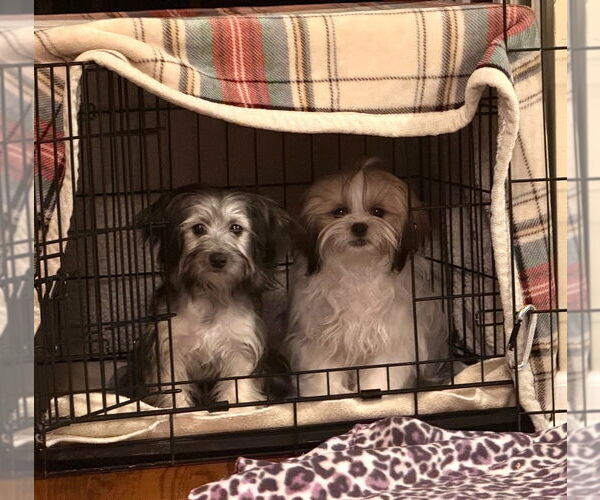 Medium Photo #2 Havanese Puppy For Sale in Wheaton, IL, USA