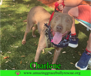 Charlene (Char) - Female Labrador Retriever-Unknown Mix Dog for Adoption - Photo #6