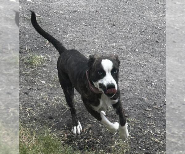 Medium Photo #1 American Staffordshire Terrier-Unknown Mix Puppy For Sale in San Antonio, TX, USA
