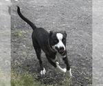 Small American Staffordshire Terrier Mix