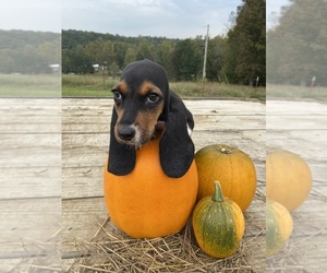 Basset Hound Puppy for sale in LAWRENCEBURG, TN, USA