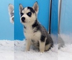 Small Photo #4 Siberian Husky Puppy For Sale in SANDY HOOK, KY, USA