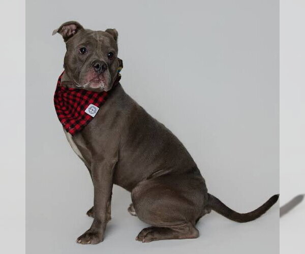 Medium Photo #3 Bulldog-Staffordshire Bull Terrier Mix Puppy For Sale in Brooklyn, NY, USA