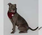 Small #2 Bulldog-Staffordshire Bull Terrier Mix