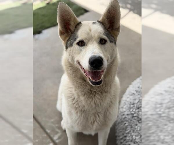Medium Photo #2 Siberian Husky-Unknown Mix Puppy For Sale in Chula Vista, CA, USA