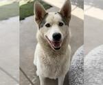 Small #1 Siberian Husky Mix