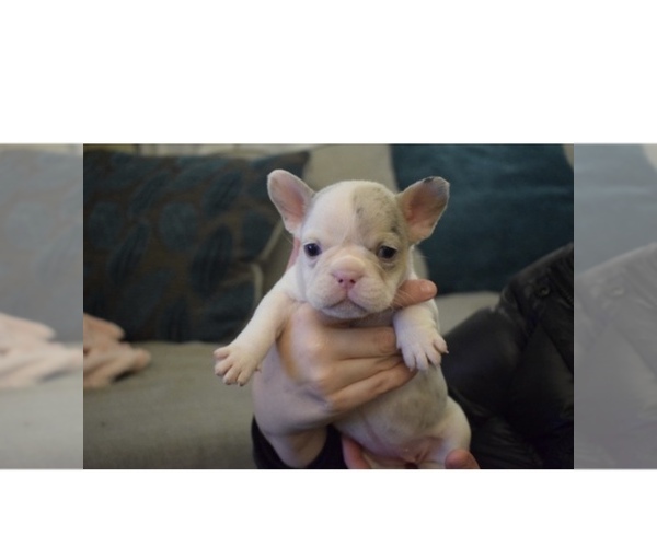 Medium Photo #2 French Bulldog Puppy For Sale in Folkestone, Kent (England), United Kingdom