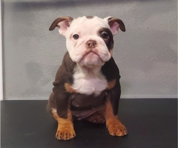 Medium Photo #1 Bulldog Puppy For Sale in PASADENA, TX, USA