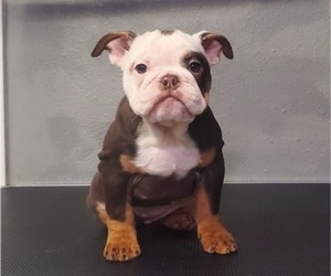 Medium Bulldog