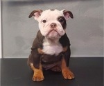 Puppy Ruth Bulldog